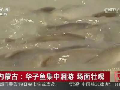 [视频]内蒙古：华子鱼集中洄游 场面壮观