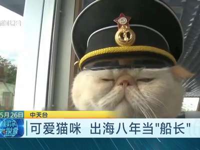 [视频]霸道神烦脸搭配懒散蠢萌风 猫咪船长和水手的日常走红
