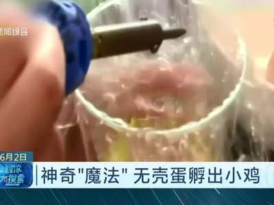 [视频]神奇“魔法”：没有蛋壳的鸡蛋竟孵出了小鸡