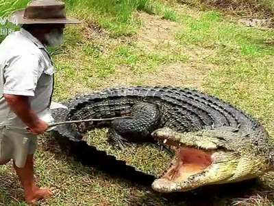 [视频]澳大利亚65岁老人身骑1000公斤鳄鱼玩耍
