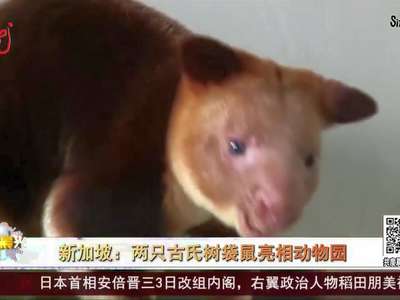 [视频]新加坡：两只古氏树袋鼠亮相动物园