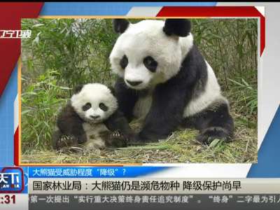 [视频]大熊猫受威胁程度“降级”？ 国家林业局：大熊猫仍是濒危物种 降级保护尚早