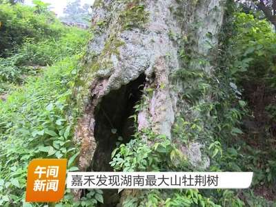 嘉禾发现湖南最大山牡荆树
