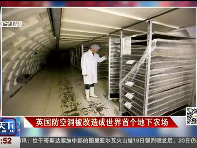 [视频]英国防空洞被改造成世界首个地下农场