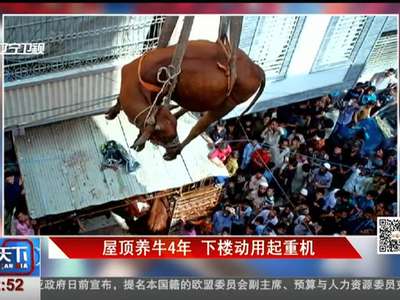 [视频]屋顶养牛4年 下楼动用起重机