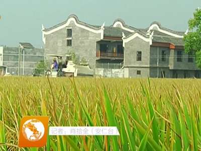 安仁粮食生产实现“十三连增”