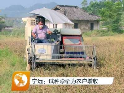 宁远：试种彩稻为农户增收