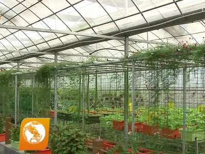 宁乡：政府补贴40%给蔬菜上保险