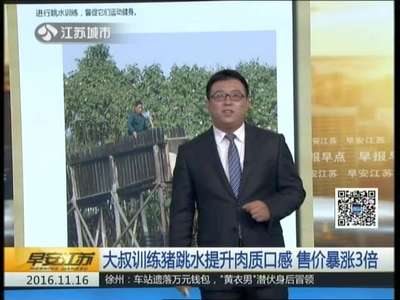 [视频]大叔训练猪跳水提升肉质口感 售价暴涨3倍