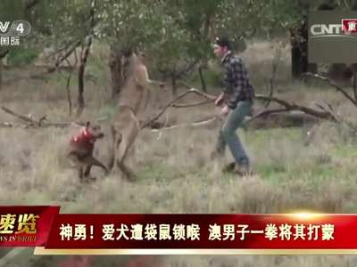 [视频]爱犬遭袋鼠锁喉 澳男子一拳将其打蒙