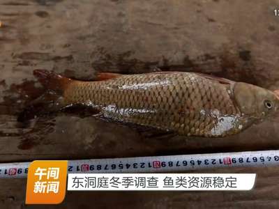 东洞庭冬季调查 鱼类资源稳定