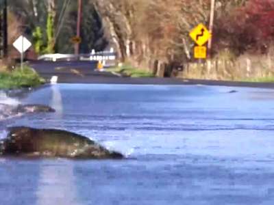 [视频]叹！鲑鱼为产子逆流穿马路 留给它的只有10分钟
