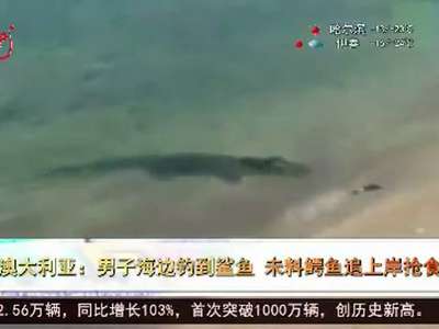 [视频]男子海边钓到鲨鱼 未料鳄鱼追上岸抢食