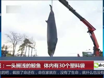 [视频]一头搁浅的鲸鱼 体内有30个塑料袋