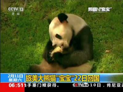 [视频]旅美大熊猫“宝宝”22日回国