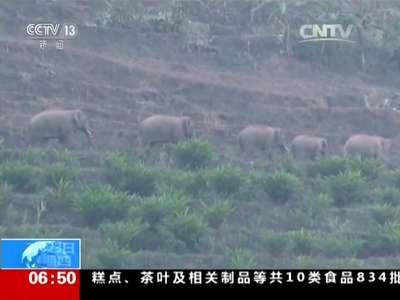 [视频]云南宁洱：13头野象进村 粮仓 庄稼遭了殃