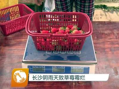 长沙阴雨天致草莓霉烂