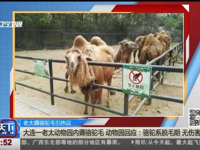 [视频]老太薅骆驼毛引热议：大连一老太动物园内薅骆驼毛 动物园回应——骆驼系脱毛期 无伤害