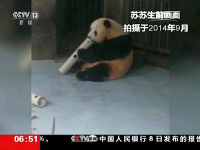 [视频]34岁大熊猫“苏苏”因病死亡 年龄相当于百岁老人