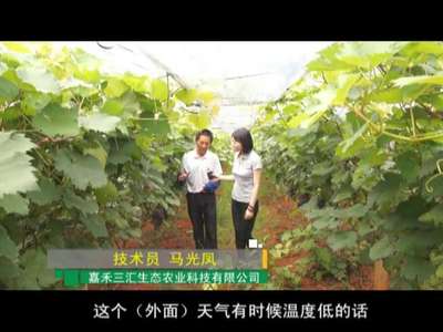 郴州：夏日经济之水果 葡萄能卖高价的“秘密”