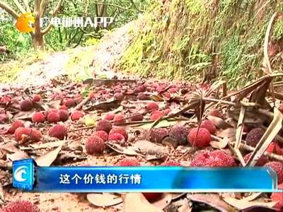 宜章水浸窝：杨梅“受伤” 果农不伤