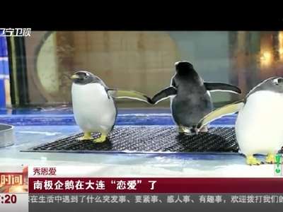 [视频]秀恩爱：南极企鹅在大连“恋爱”了