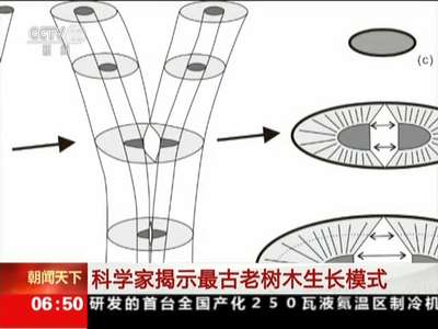 [视频]科学家揭示最古老树木生长模式