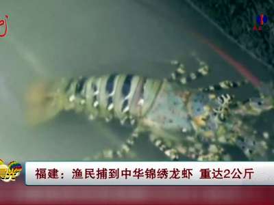 [视频]渔民捕到中华锦绣龙虾 重达2公斤