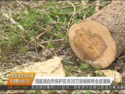 洞庭湖自然保护区内39万亩杨树将全部清除