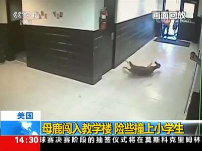 [视频]母鹿闯入教学楼 险些撞上小学生