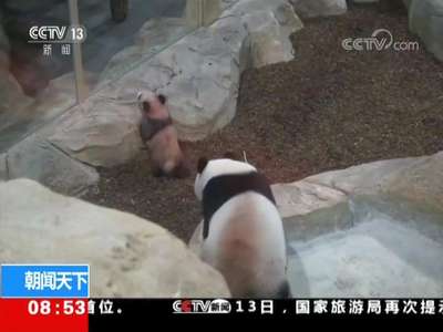 [视频]法国 大熊猫“圆梦”首次与公众见面