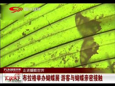[视频]布拉格举办蝴蝶展 游客与蝴蝶亲密接触