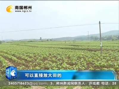 郴州：烟蚜茧蜂治蚜虫技术实现全覆盖