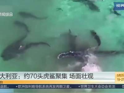[视频]血腥惊人！澳大利亚70头虎鲨群聚抢食座头鲸