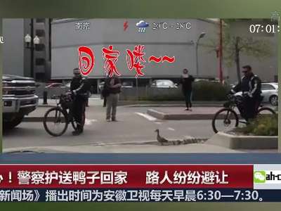 [视频]暖心！加拿大警察护送鸭子回家 路人纷纷避让