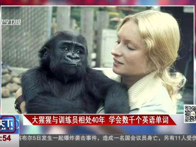 [视频]大猩猩与训练员相处40年 会说人话还能看杂志