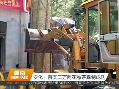 安化：首支二万两花卷茶踩制成功