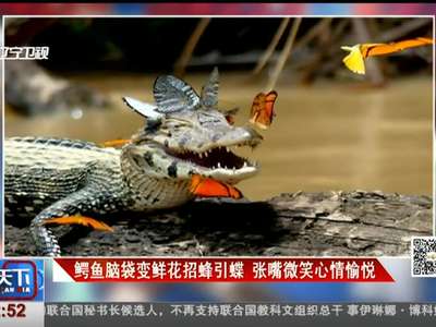 [视频]鳄鱼脑袋变鲜花招蜂引蝶 张嘴微笑心情愉悦