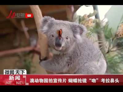 [视频]澳动物园拍宣传片 蝴蝶抢镜“吻”考拉鼻头