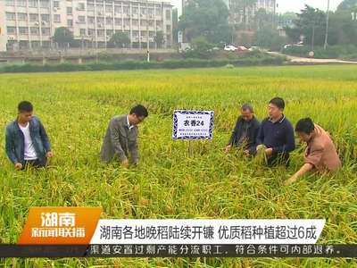 湖南各地晚稻陆续开镰 优质稻种植超过6成