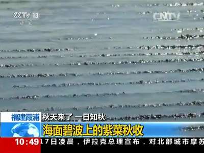 [视频]福建霞浦：航拍海面碧波上的紫菜秋收场景