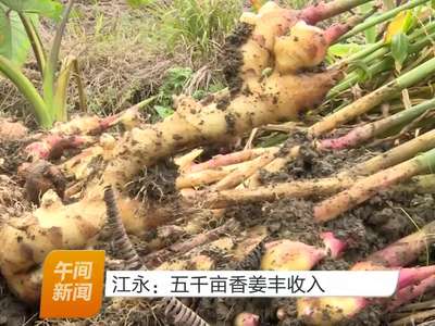 江永：五千亩香姜丰收入