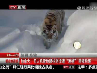 [视频]无人机雪地跟拍老虎遭“追捕”险被拍落