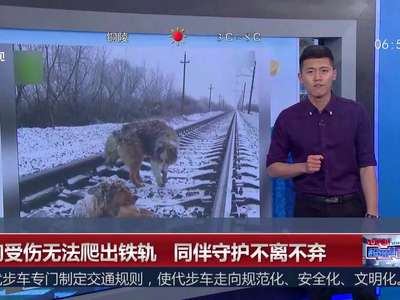 [视频]小狗受伤无法爬出铁轨 同伴风雪中守护不离不弃