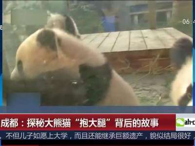 [视频]四川成都：探秘大熊猫“抱大腿”背后的故事