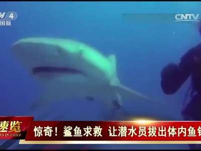[视频]惊奇！鲨鱼求救 让潜水员拔出体内鱼钩