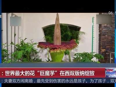 [视频]云南：世界最大的花“巨魔芋”在西双版纳绽放