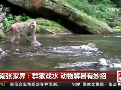 [视频]湖南张家界：群猴戏水 动物解暑有妙招