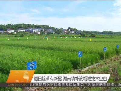 稻田除草有新招 湖南填补该领域技术空白