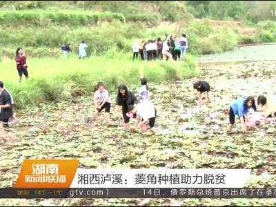 湘西泸溪：菱角种植助力脱贫